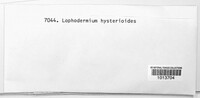 Lophodermium hysterioides image
